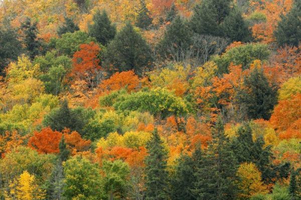 Canada, Algonquin PP Hill in autumn foliage